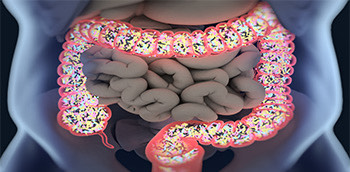 Imagen del intestino grueso y delgado y la microbiota de estos