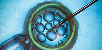 Imagen microscópica de fertilización de un óvulo